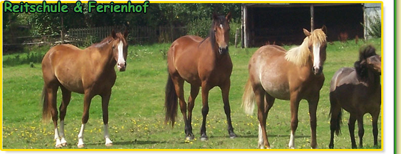 Die Ponyfarm - Reiterferien Reiterhof Ponyhof Reiterhöfe Reiterferien Kinder reiterferien niedersachsen reiterferien für kinder reiterferien hamburg reitferien reiten für kinder Reiterferien Schleswig Holstein reiterferien berlin