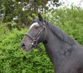 Die Ponyfarm Schafstedt
