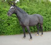 Die Ponyfarm Schafstedt