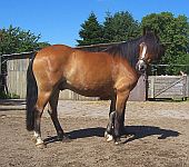 Die Ponyfarm Schafstedt