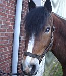 Die Ponyfarm Schafstedt