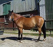 Die Ponyfarm Schafstedt
