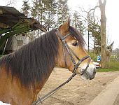Die Ponyfarm Schafstedt
