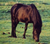 Die Ponyfarm Schafstedt