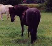 Die Ponyfarm Schafstedt