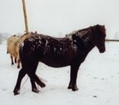 Die Ponyfarm Schafstedt