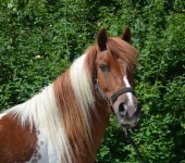 Die Ponyfarm Schafstedt