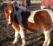 Die Ponyfarm Schafstedt