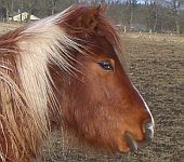 Die Ponyfarm Schafstedt