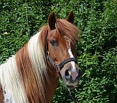 Die Ponyfarm Schafstedt