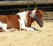 Die Ponyfarm Schafstedt