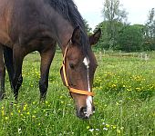 Die Ponyfarm Schafstedt