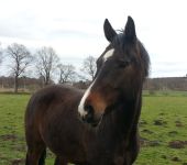 Die Ponyfarm Schafstedt