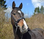 Die Ponyfarm Schafstedt