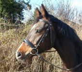 Die Ponyfarm Schafstedt
