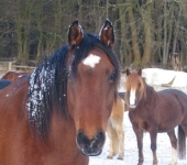 Die Ponyfarm Schafstedt