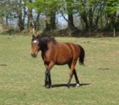 Die Ponyfarm Schafstedt