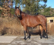 Die Ponyfarm Schafstedt