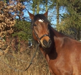Die Ponyfarm Schafstedt