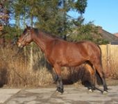 Die Ponyfarm Schafstedt