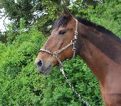 Die Ponyfarm Schafstedt