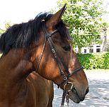 Die Ponyfarm Schafstedt
