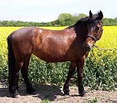 Die Ponyfarm Schafstedt