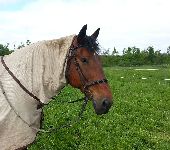 Die Ponyfarm Schafstedt