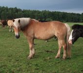 Die Ponyfarm Schafstedt