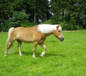 Die Ponyfarm Schafstedt