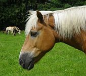 Die Ponyfarm Schafstedt