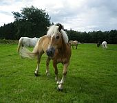 Die Ponyfarm Schafstedt