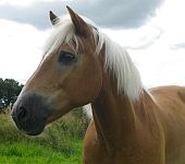 Die Ponyfarm Schafstedt
