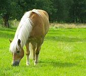 Die Ponyfarm Schafstedt