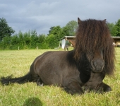 Die Ponyfarm Schafstedt