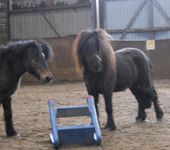 Die Ponyfarm Schafstedt