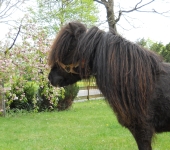 Die Ponyfarm Schafstedt