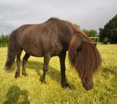 Die Ponyfarm Schafstedt