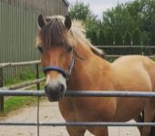 Die Ponyfarm Schafstedt