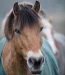Die Ponyfarm Schafstedt