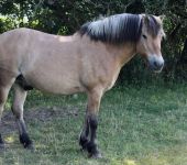 Die Ponyfarm Schafstedt