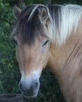 Die Ponyfarm Schafstedt