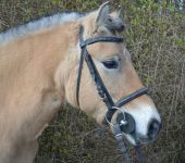 Die Ponyfarm Schafstedt