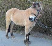 Die Ponyfarm Schafstedt