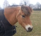 Die Ponyfarm Schafstedt