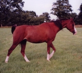 Die Ponyfarm Schafstedt