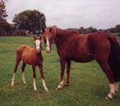 Die Ponyfarm Schafstedt