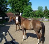 Die Ponyfarm Schafstedt