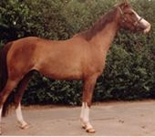 Die Ponyfarm Schafstedt