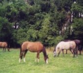 Die Ponyfarm Schafstedt